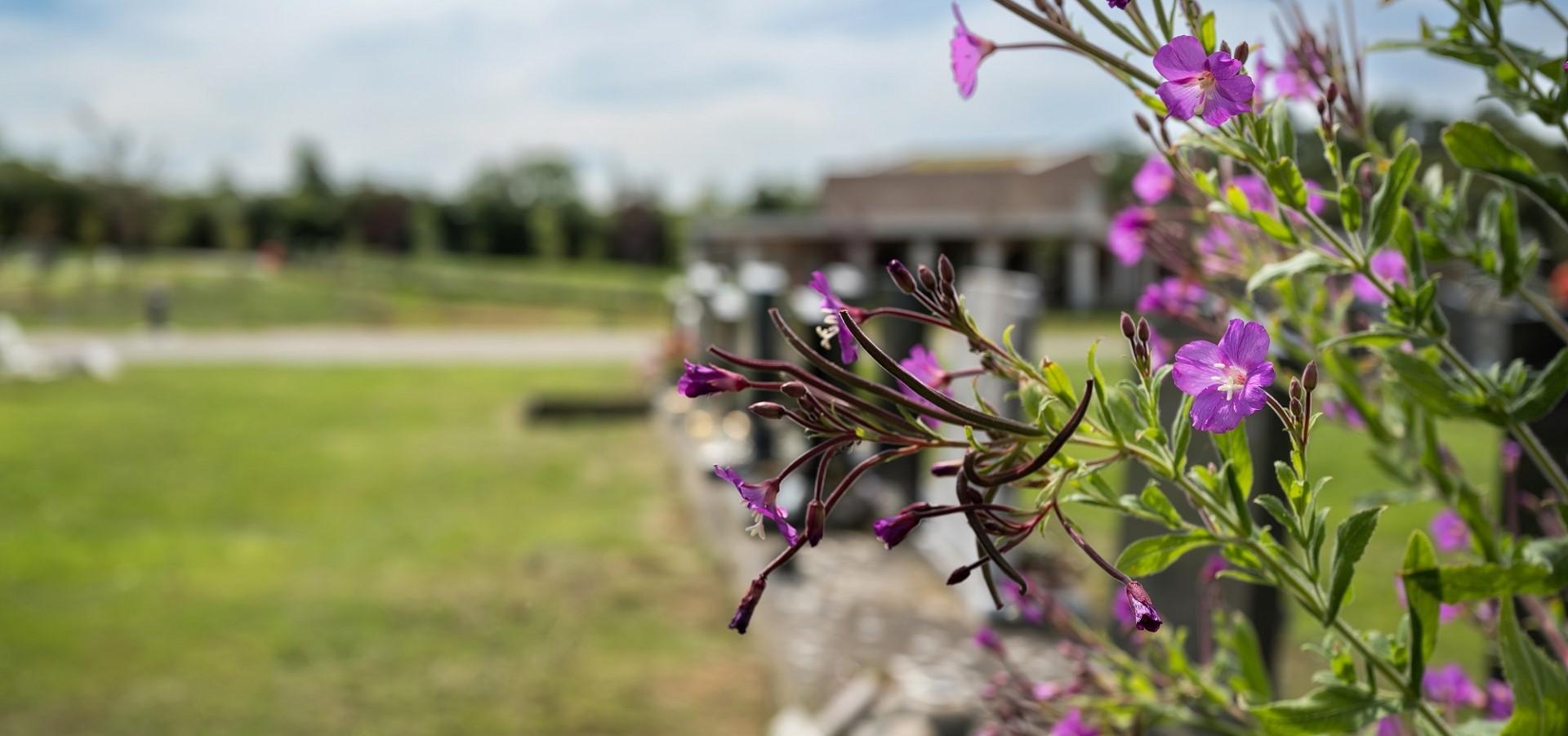 flowers at oak hill
