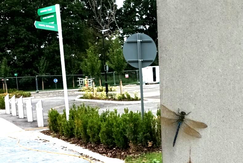 Dragonfly resting on concrete entrance pillar