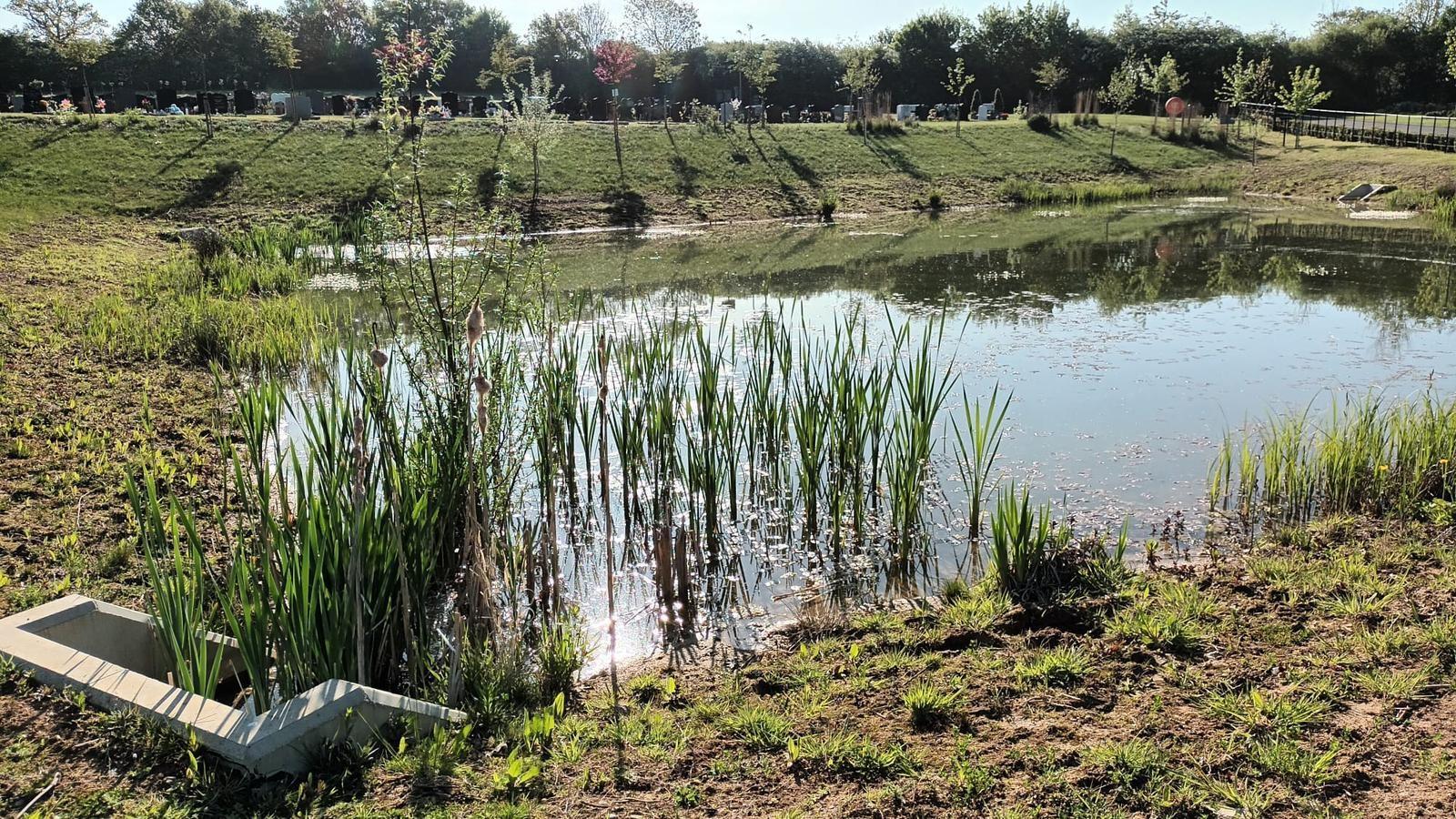 Pond surrounded by grass and long plants