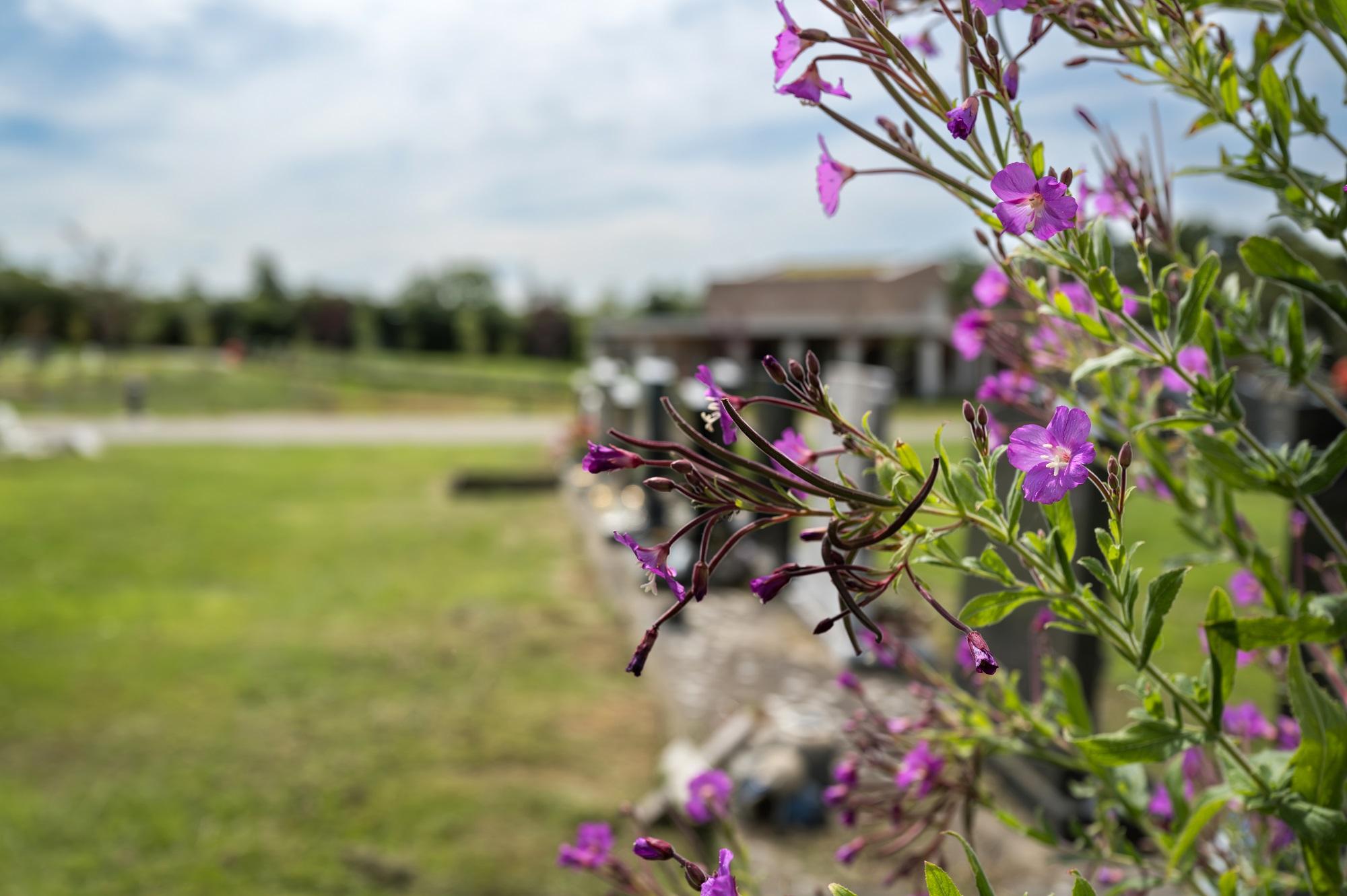 Image of the cemetery and flowers